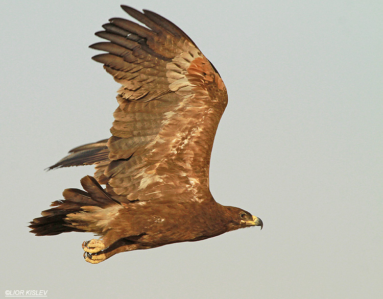 Steppe Eagle Aquila nipalensis,Km 20 Eilat ,March  2013.Lior Kislev